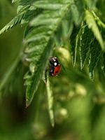 Coccinelle sur un bateau