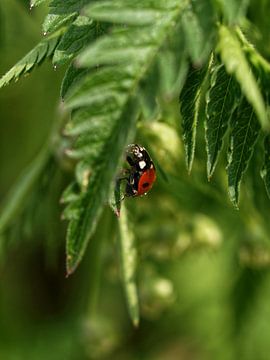 Ladybird on a boat by Renate Mager