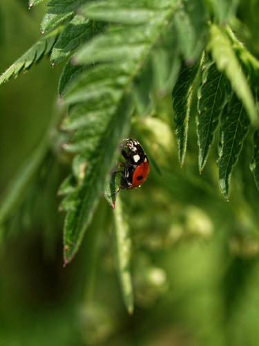 Coccinelle sur un bateau