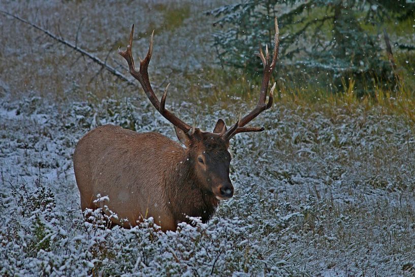 chacun à Banf dans la neige par eddy Peelman