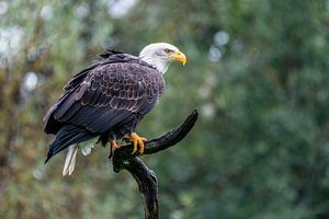 Der amerikanische Weißkopfseeadler - Haliaeetus leucocephalus