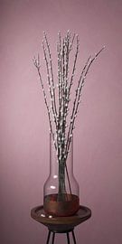 Kitten delight pinkywinky