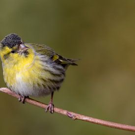 young Siskin von richard evers