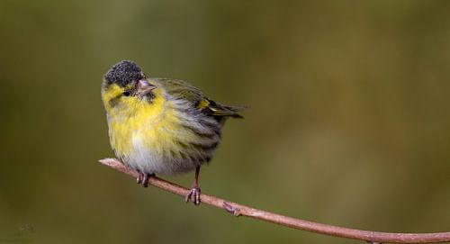 young Siskin