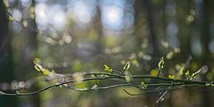 Stimmungsvoller Wald im Frühling von Hanneke Luit