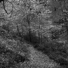 Ein kurvenreicher Weg in den Ardennen von Geert Van Baelen