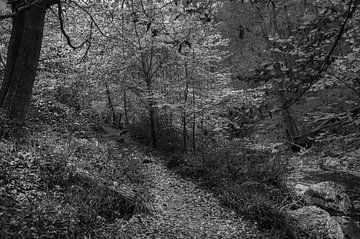 Ein kurvenreicher Weg in den Ardennen