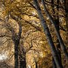 De gouden bosweg van Fotografie Jeronimo