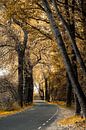 De gouden bosweg van Fotografie Jeronimo thumbnail
