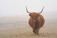 Schotse hooglander in de wei in Wassenaar van Joyce van Galen thumbnail