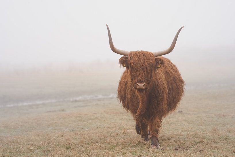 Scottishen Hochlandes von Joyce van Galen