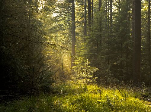 lichtval in het bos