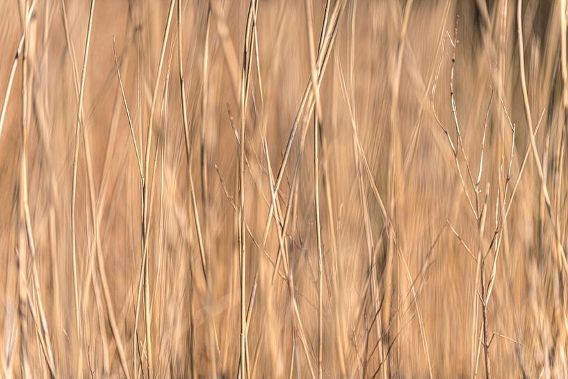 Full-Scale Reed in Pastel Colors by Brian Morgan