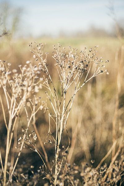 Dried Winter Plants in Beige by Patrycja Polechonska