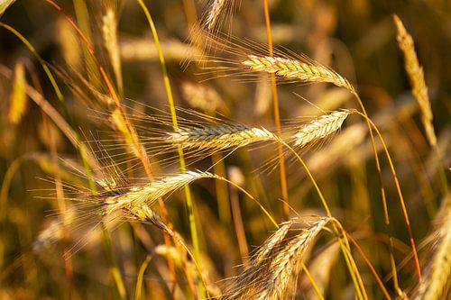 Grain jaune doré ondulant