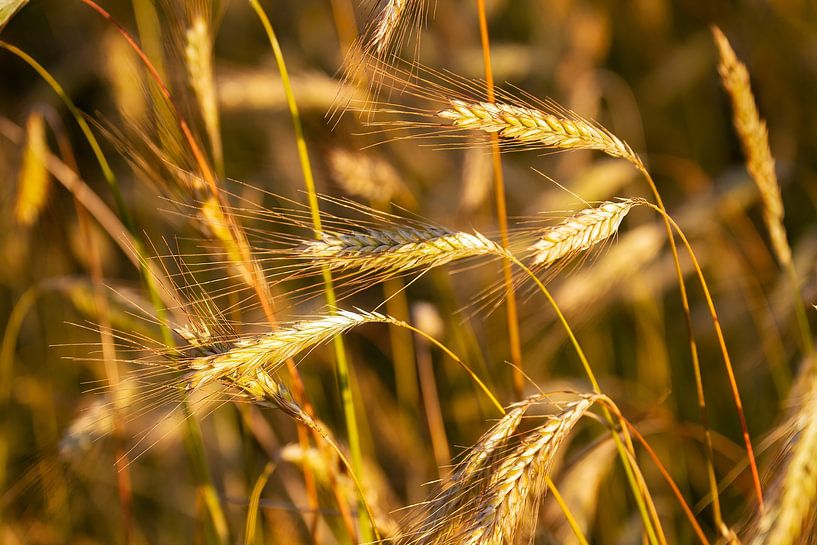 Waving golden yellow grain by rene marcel originals