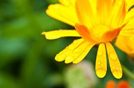 Bloem met regendruppels by Geert D