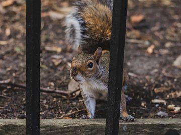 Squirrel | Hyde Park | London | England | United Kingdom by Nicole Van Stokkum
