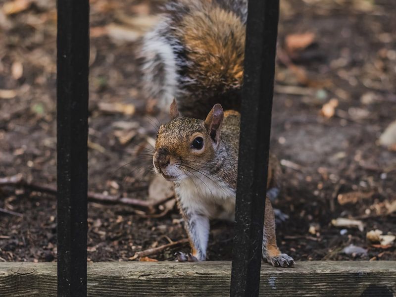 Ecureuil | Hyde Park | Londres | Angleterre | Royaume Uni par Nicole Van Stokkum