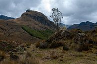 Ecuador: El Cajas National Park (Azuay) van Maarten Verhees thumbnail