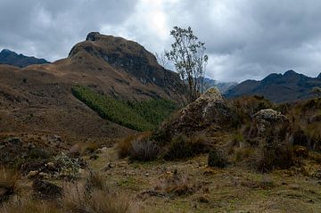 Ecuador: El Cajas National Park (Azuay) van Maarten Verhees