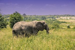 Éléphant du Tarangire