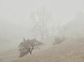 Brouillard de novembre dans le Alb 2 par Max Schiefele Aperçu