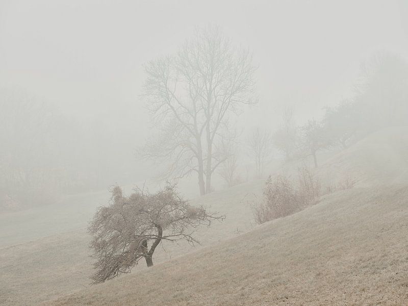 Brouillard de novembre dans le Alb 2 par Max Schiefele