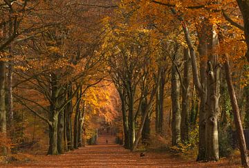 Forêt de hêtres à Ede (Pays-Bas) sur Eric Wander