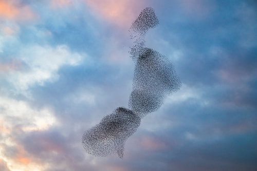 Murmure d'étourneaux au coucher du soleil en fin de journée