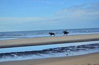Pferde am Strand.