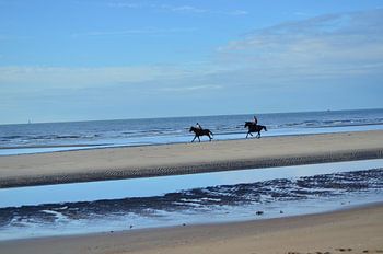 Des chevaux à la plage.