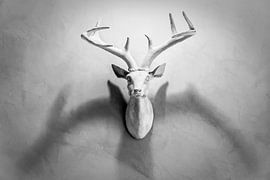 Dear Hertengewei  by Saranda in t Veld Fotografie