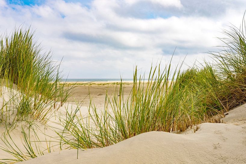 Dünengras in den Sanddünen am Strand der Insel Terschelling von Sjoerd van der Wal Fotografie