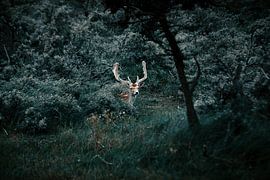 Dear in the woods. van Dylan Barkley