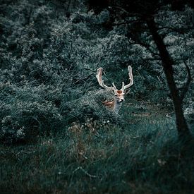 Lieber im Wald. von Dylan Barkley