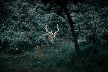 Lieber im Wald. von Dylan Barkley