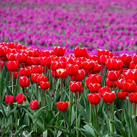 Enchanting close-up: red tulips amid a sea of purple in Groningen, Netherlands! by Robin Jongerden