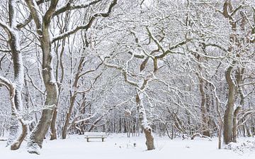 De Strubben-Kniphorstbosch - Schipborg - Drenthe (Pays-Bas)