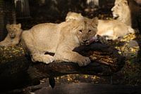 The hungry lion