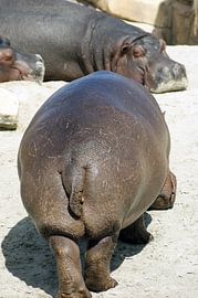 Nijlpaarden by Jeroen van Deel