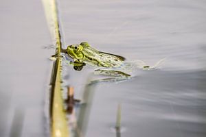 Groene kikker