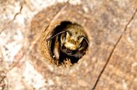 Large Leaf Cutter in Bee Hotel by Christophe Fruyt thumbnail