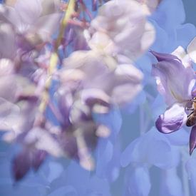 The bee in the wisteria by Ingrid de Vos - Boom