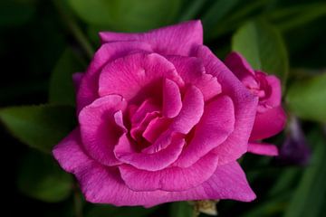 hot pink rose van foto-fantasie foto-fantasie