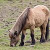 Grazing brown horse by whmpictures .com