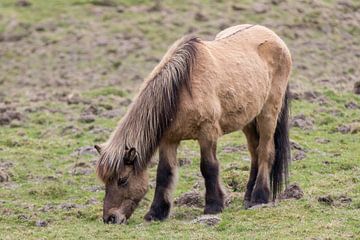 Grazing brown horse by whmpictures .com
