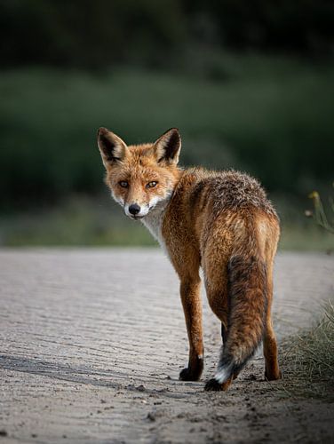 Le renard curieux