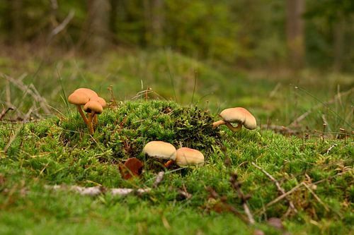 Champignons (capsules de soufre) dans la mousse (mousse capillaire)