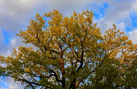 Tree crown by Thomas Jäger